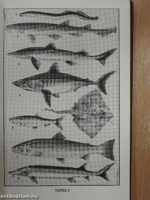 Exkursionsfauna von Deutschland III.