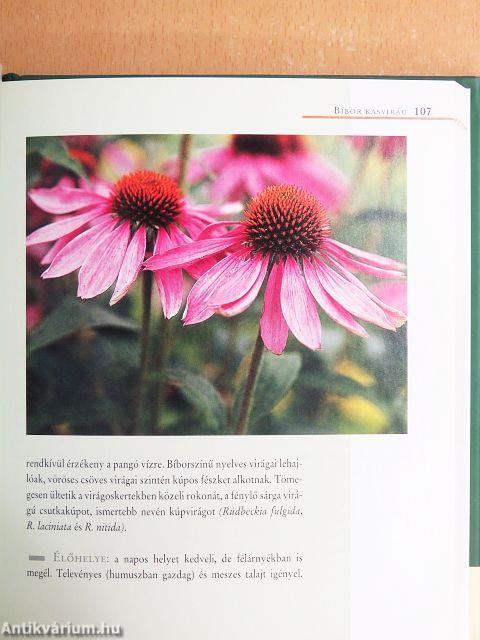 Kis zöldfűszerlexikon