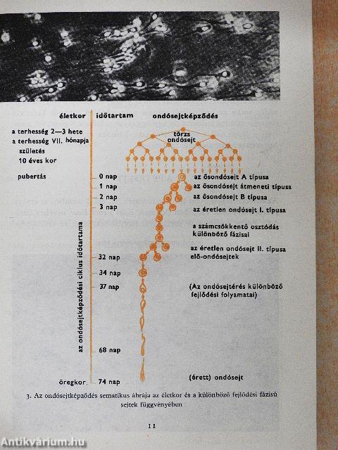 Születésünk titkai