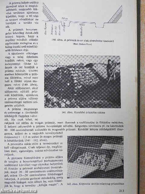 Zöldségtermesztés