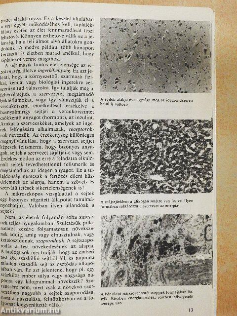 A csodálatos emberi test