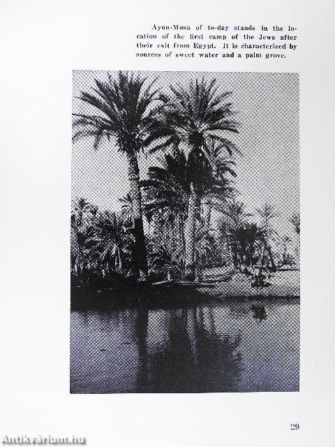 Sinai - The Exodus Trip