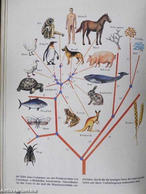 Das Bild der modernen Biologie