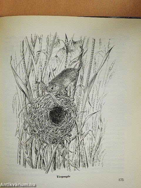 Építőművészek az állatvilágban