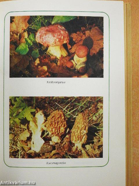 Ételek vadon termő gombákból és erdei gyümölcsökből