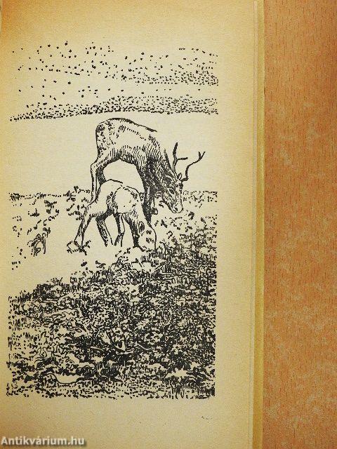 Rénszarvasok pásztora