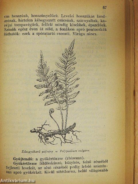 Útmutató gyógynövénygyűjtők és beváltók részére