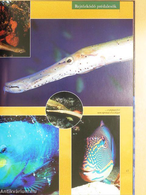 Barangolás a ragadozók világában