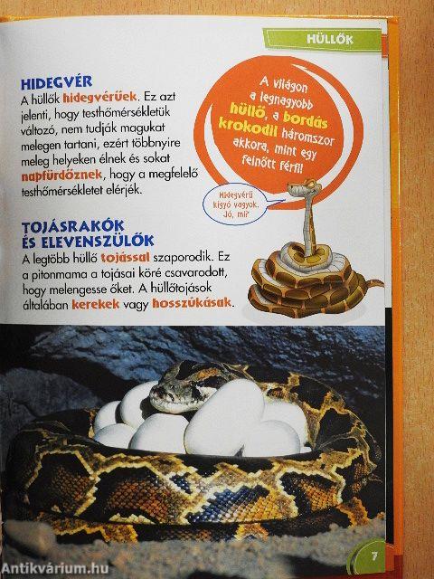 Disney Állati Szafari 10.