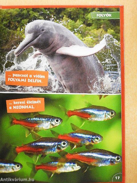 Disney Állati Szafari 11.