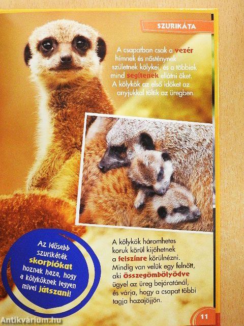 Disney Állati Szafari 15.