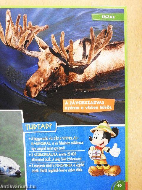 Disney Állati Szafari 17.