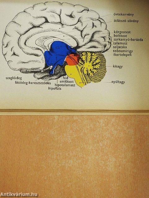 A biológia és a haladás II.