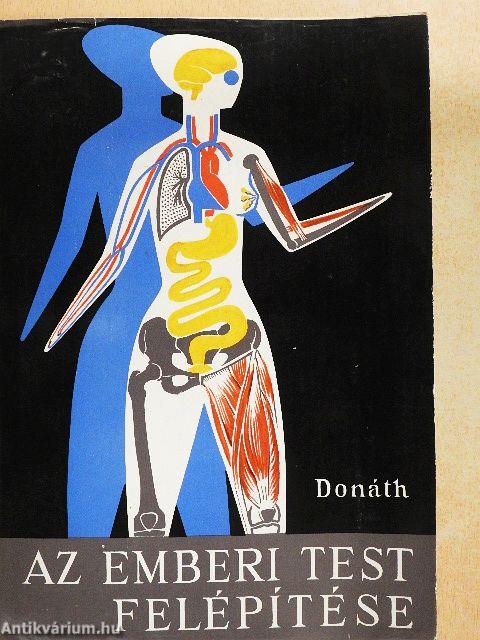 Az emberi test felépítése