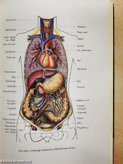 Az emberi test felépítése