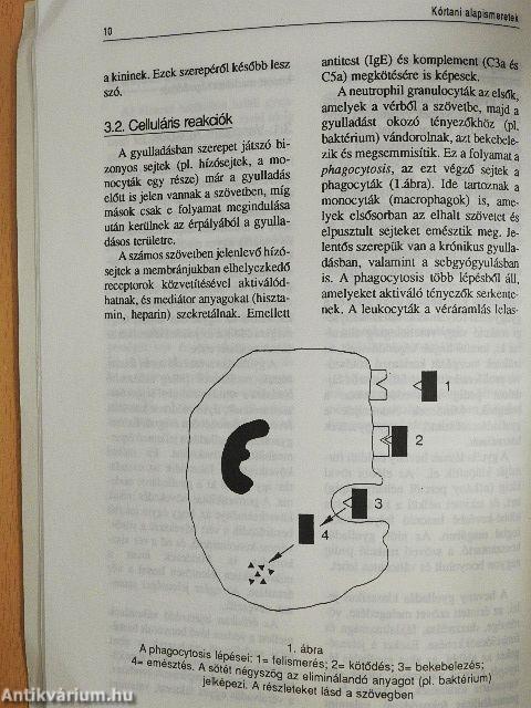 Kórtani és klinikai alapismeretek