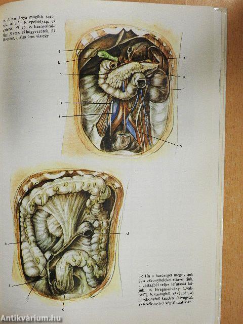 A csodálatos emberi test