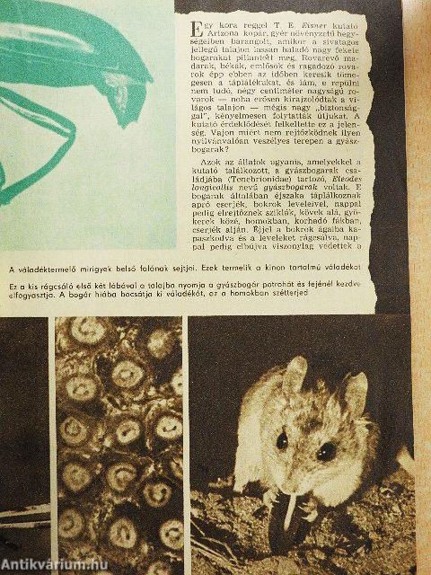 Élet és Tudomány 1966. augusztus 26.