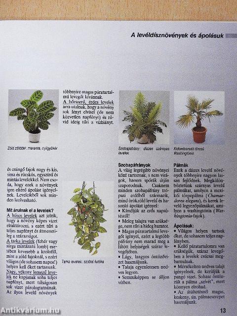 Öntözés, tápanyagpótlás, átültetés