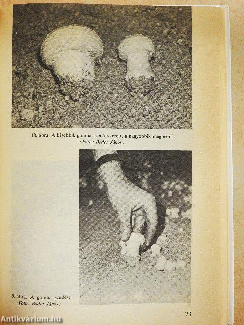 A csiperke és más gombák háztáji termesztése