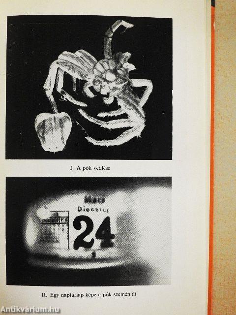 Hogyan lát az ember és az állat?