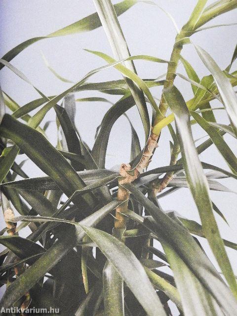 The New Plant Parent