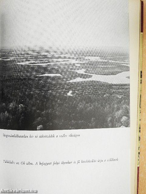 Északra szállnak a hattyúk