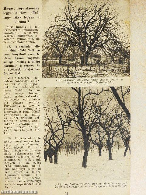 Gyümölcsfák metszése