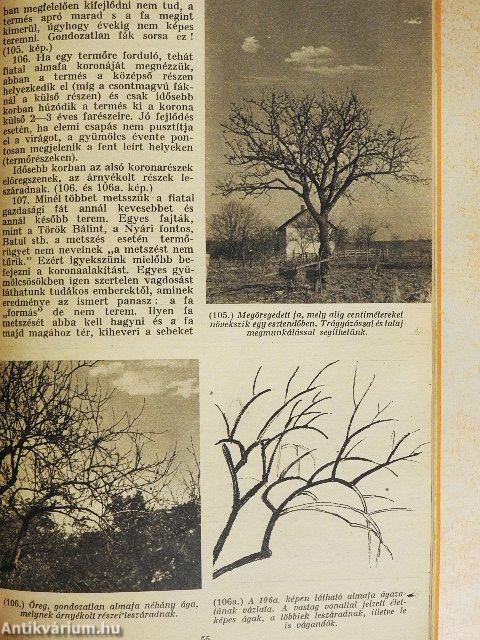 Gyümölcsfák metszése