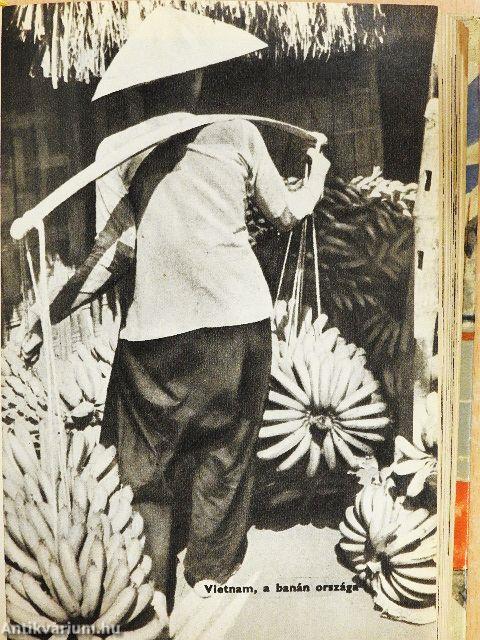 Tigris nem jön többé