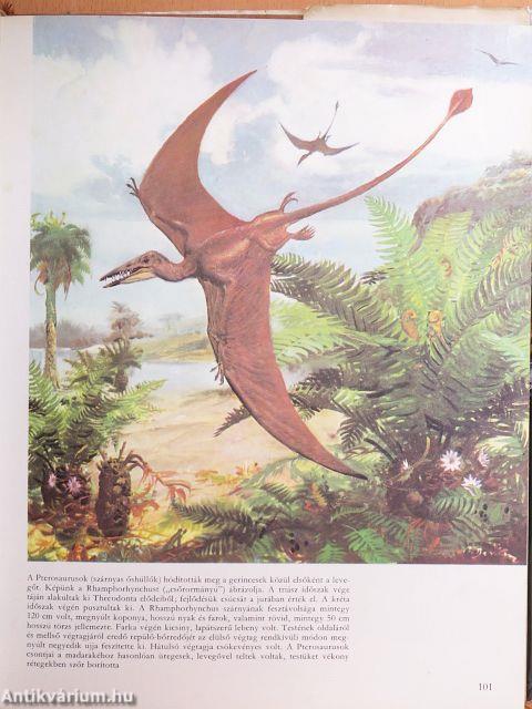 Élet az ember előtt