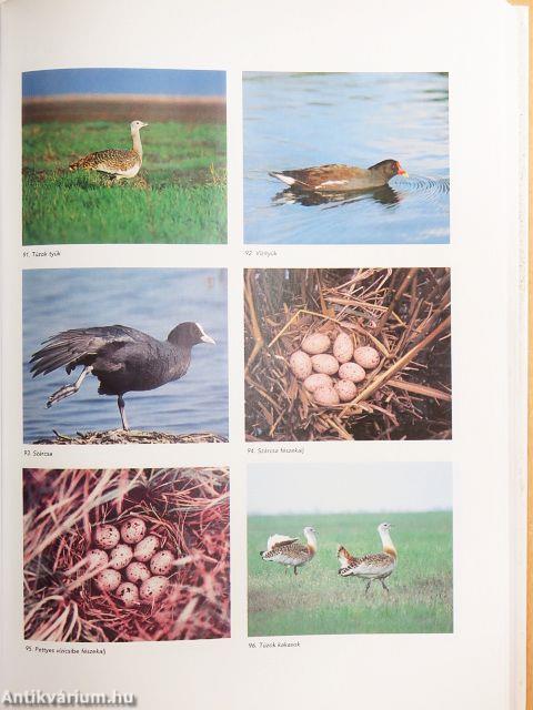 Magyarország madarai