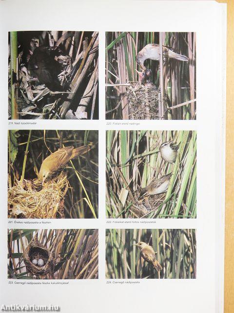 Magyarország madarai