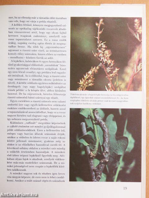 A csodálatos rovarvilág