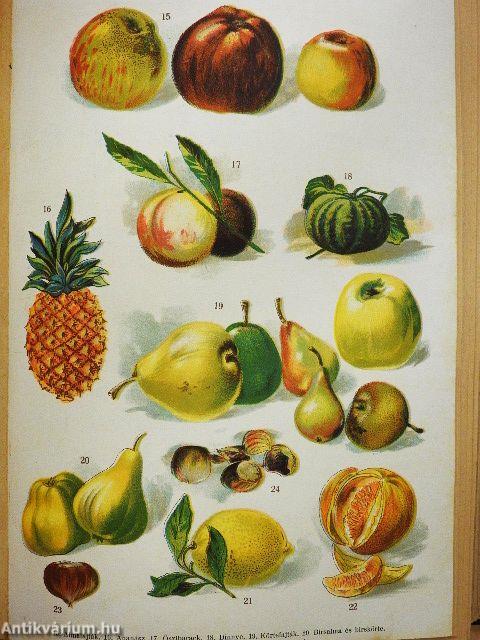 A család tanácsadója (rossz állapotú)