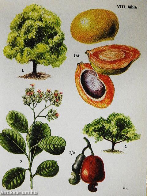 Kultúrnövények 1.