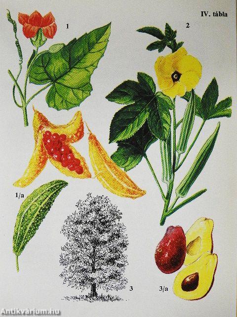 Kultúrnövények 1.