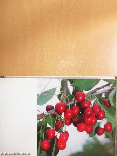 Gyümölcsfajta-ismertető