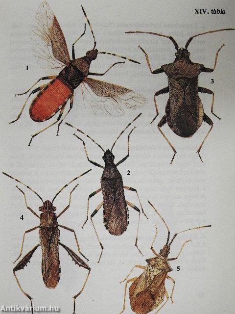 Kabócák, bodobácsok