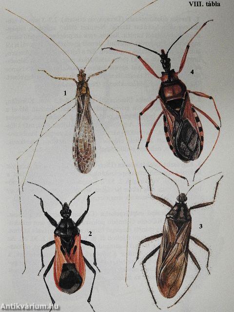 Kabócák, bodobácsok