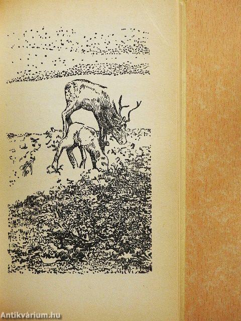 Rénszarvasok pásztora