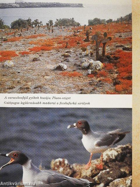 Galápagos, az elefántlábúak szigetei