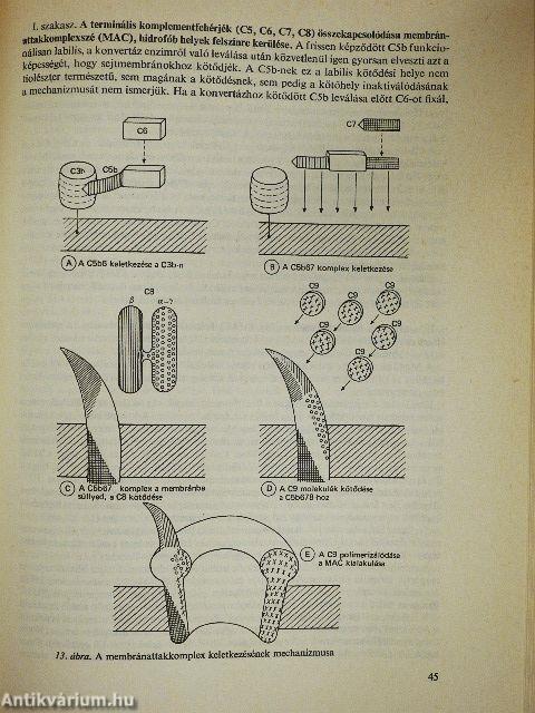 A komplementrendszer és vizsgálata az orvosi gyakorlatban