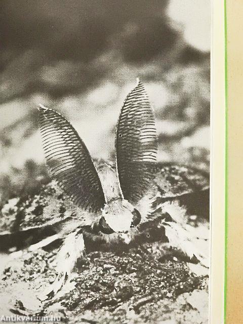 Ismeretlen ismerősök