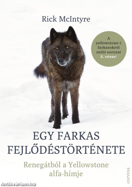 Egy farkas fejlődéstörténete - Renegátból a Yellowstone alfa-hímje