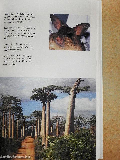 A véznaujjú maki meg én