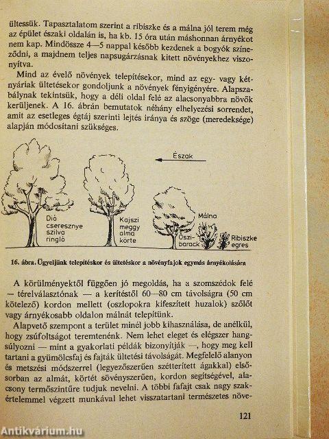 Kiskert a homoktalajon