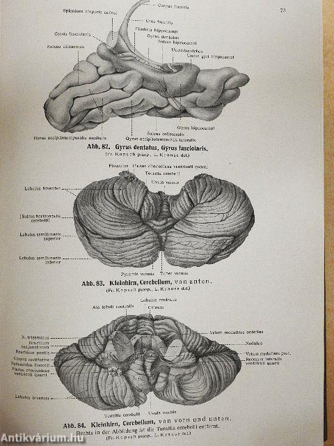 Lehrbuch und Atlas der Anatomie des Menschen III.