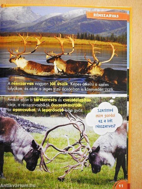 Disney Állati Szafari 55.