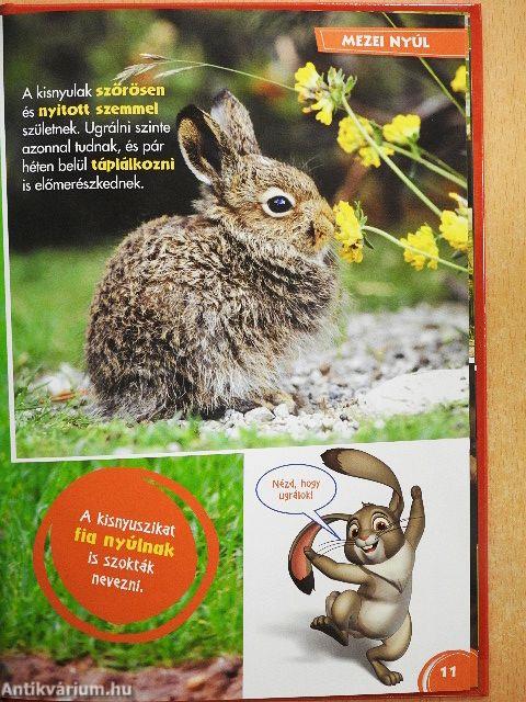 Disney Állati Szafari 21.